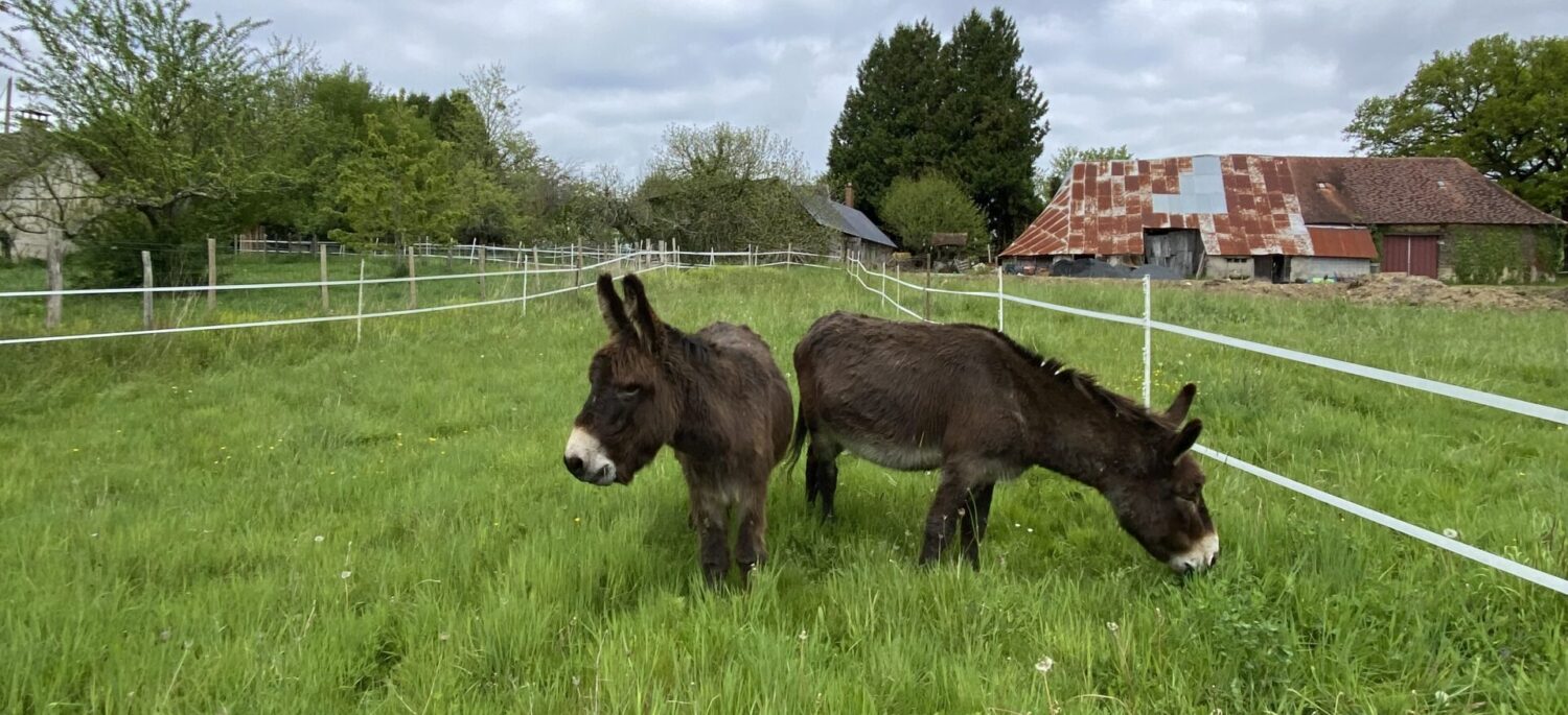 Meet our llamas, donkeys, goats and chickens!